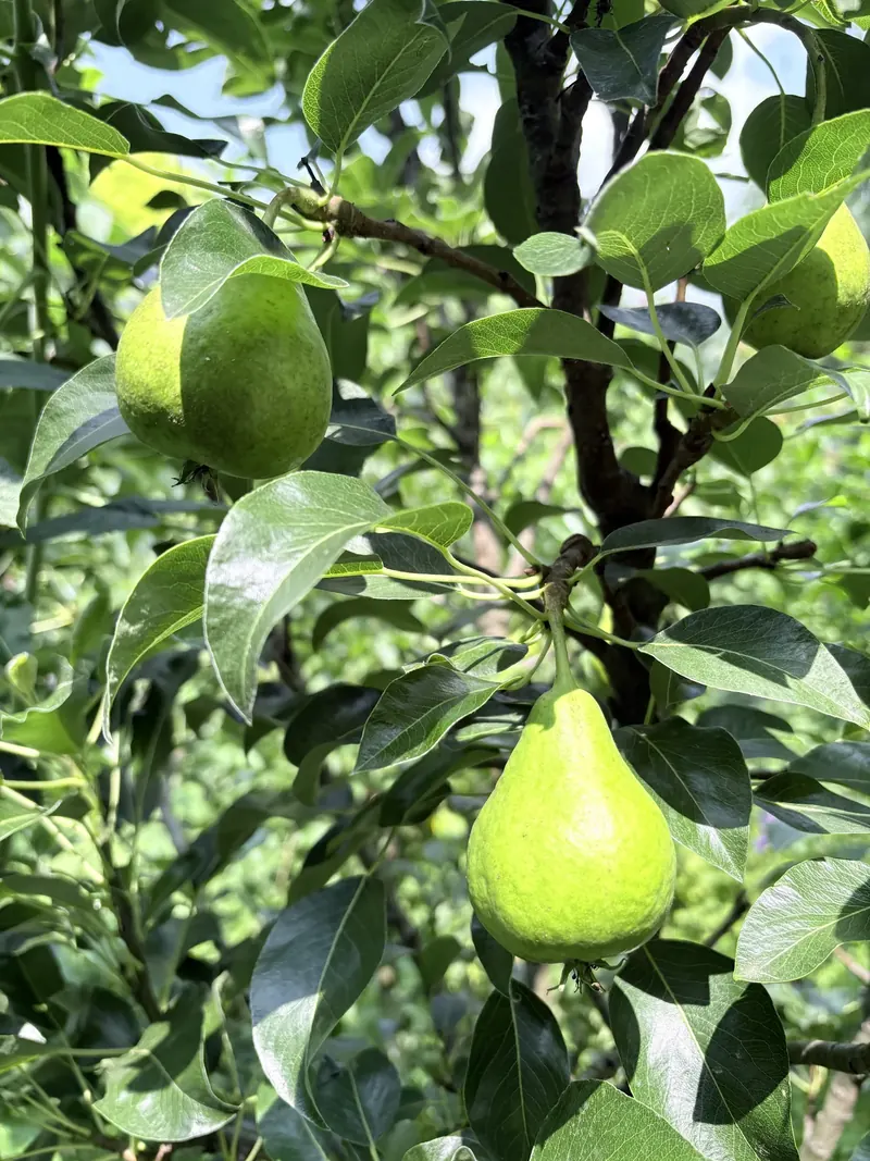 Livadă – pere